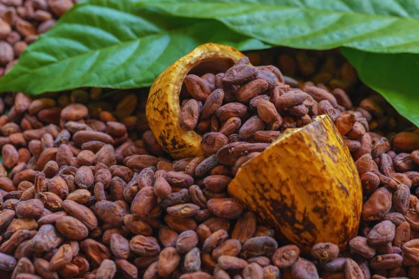 cacao como alternativa saludable al azúcar